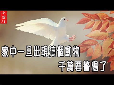 小鳥死在家裡|鳥突然死掉怎麼辦？